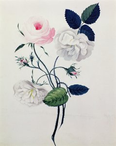 Studie von weißen und rosa Rosen, ca. 1820