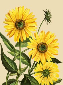 Sonnenblume von English School