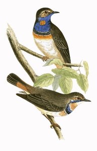 Schwedische Blaukehlchen, Illustration aus 