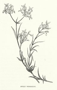 Waldmeister (Gravur) von English School