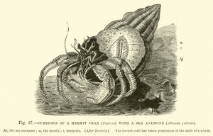 Symbiose einer Einsiedlerkrebs (Pagurus) mit einer Seeanemone, Adamsia palliata