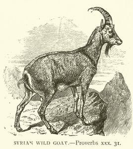 Syrische Wildziege, Sprüche, xxx, 31 (Gravur) von English School
