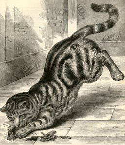 Getigerte Katze, die auf eine Maus springt von English School