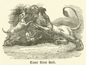 Zahmer Löwenköder (Gravur)