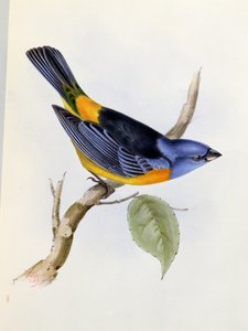 Tanagra Darwini, Tafel 34 aus Die Zoologie der Reise der H.M.S. Beagle 1832-36, von Charles Darwin, 1840