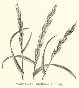 Unkraut, Matthäus, xiii, 25 von English School