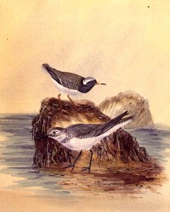 Seeschwalben, ca. 1890 von English School