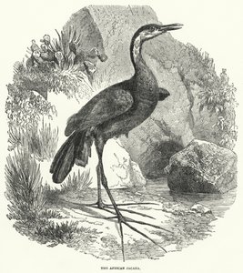 Der Afrikanische Jacana von English School