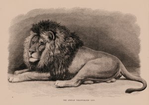 Der afrikanische Gelbmähnenlöwe von English School