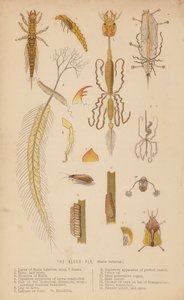 Die Eintagsfliege, Sialis lutarius von English School