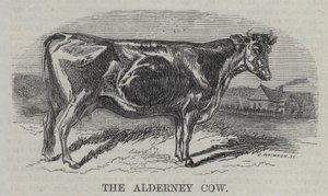 Die Alderney-Kuh (Gravur)