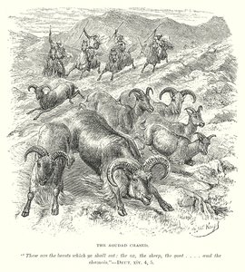 Die gejagte Aoudad