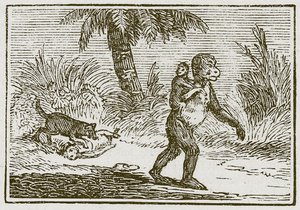 Der Affe und ihre zwei Jungen von English School