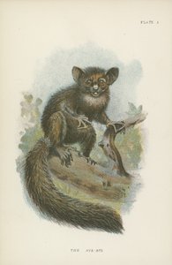 Der Aye-Aye von English School