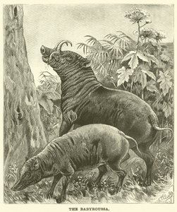 Das Babirusa von English School