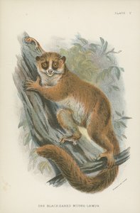 Der Schwarzohr-Mauslemur von English School