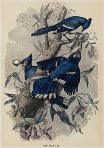 Der Blauhäher