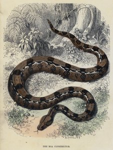 Die Boa Constrictor (farbiger Stich) von English School