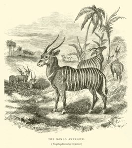 Der Bongo-Antilope, Trogelaphus albo-virgatus (Gravur) von English School