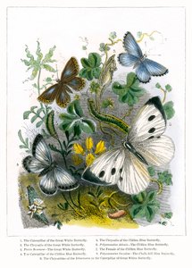 Das Schmetterlingsvivarium (farbige Gravur) von English School