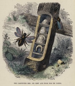 Die Zimmererbiene, ihr Nest und Nahrung für ihr Junges