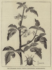 Der Colorado-Kartoffelkäfer, Doryphora decemlineata (Gravur) von English School