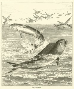 Die Coryphene von English School