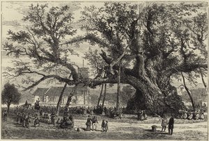 Die Cowthorpe-Eiche von English School
