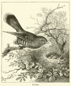 Der Kuckuck (Gravur) von English School