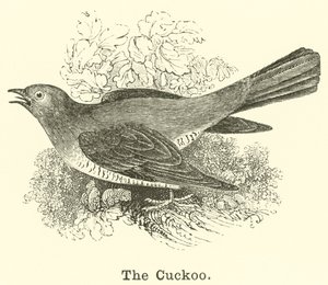 Der Kuckuck von English School