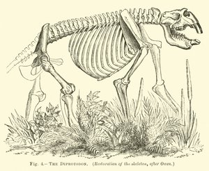 Der Diprotodon von English School