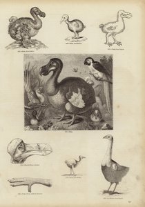 Der Dodo von English School