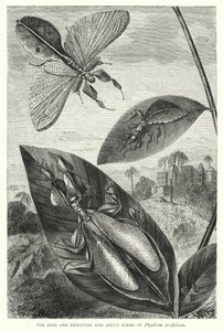 Die Eier und unreifen und erwachsenen Formen von Phyllium siccifolium von English School
