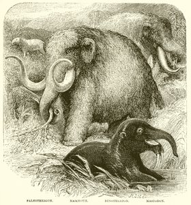 Der Elefant von English School