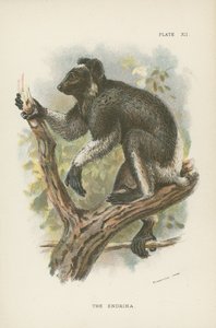 Der Endrina von English School