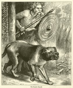 Der Englische Mastiff von English School