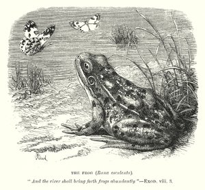 Der Frosch (Rana Esculenta) von English School