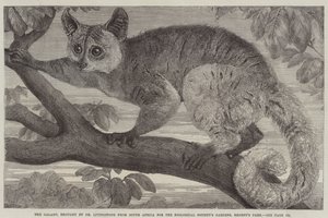 Der Galago, von Dr Livingstone aus Südafrika für den Zoological Society