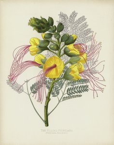 Die Gillies Poinciana, Poinciana Gilliesii von English School