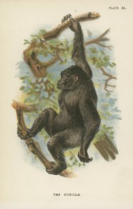 Der Gorilla von English School