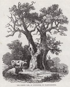 Die Gospel-Eiche, Stonleigh, Warwickshire (Gravur) von English School
