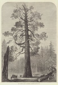 Der "Grizzly Giant" von Mariposa, Kalifornien von English School