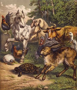 Der Hase und die Schildkröte von English School