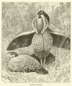 Der Horntragopan (Gravur) von English School