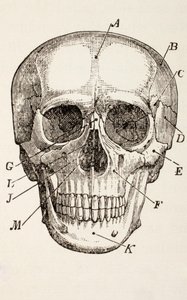 Der menschliche Schädel, um 1890