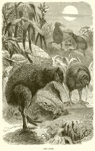 Der Kiwi von English School