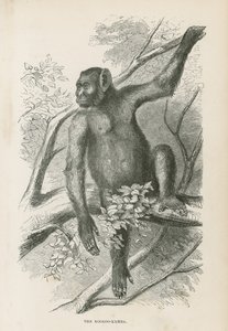 Der Kooloo-Kamba von English School