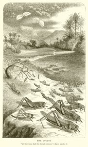 Die Heuschrecke von English School
