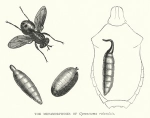 Die Metamorphosen von Gymnosoma rotundata (Kupferstich) von English School
