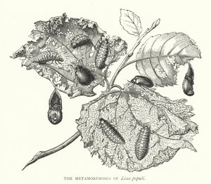 Die Metamorphosen von Lina populi (Kupferstich) von English School